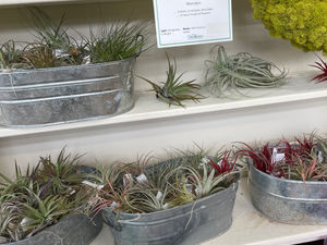 Good Earth Air Plants__20230313103340.heif